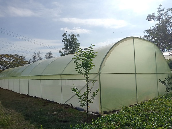 32m x 30m Tunnel Greenhouse Complete Kenya – Arch Braced Galvanized Steel | Kreatives.co.ke