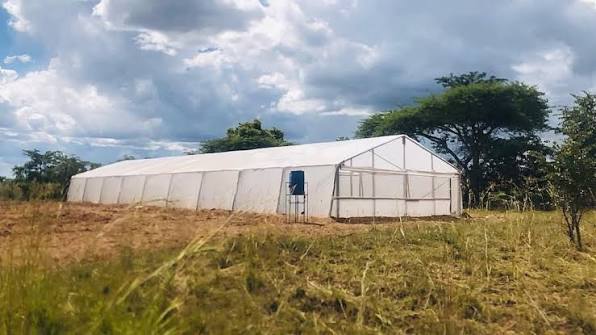 8m x 30m Wooden Greenhouse Kenya – Commercial Timber Greenhouse | Kreatives.co.ke